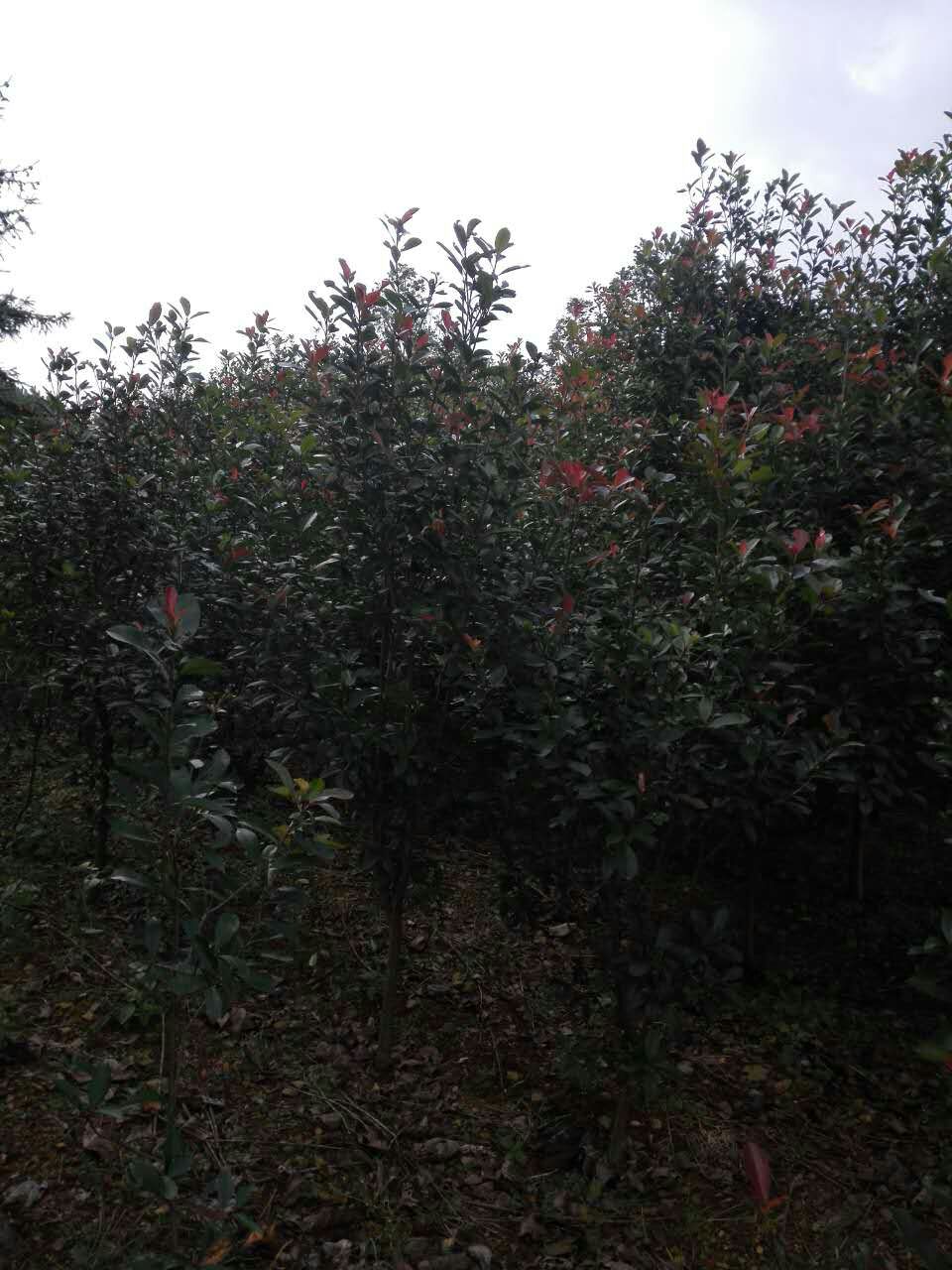 紅葉石楠圖片/紅葉石楠樣板圖 (3)