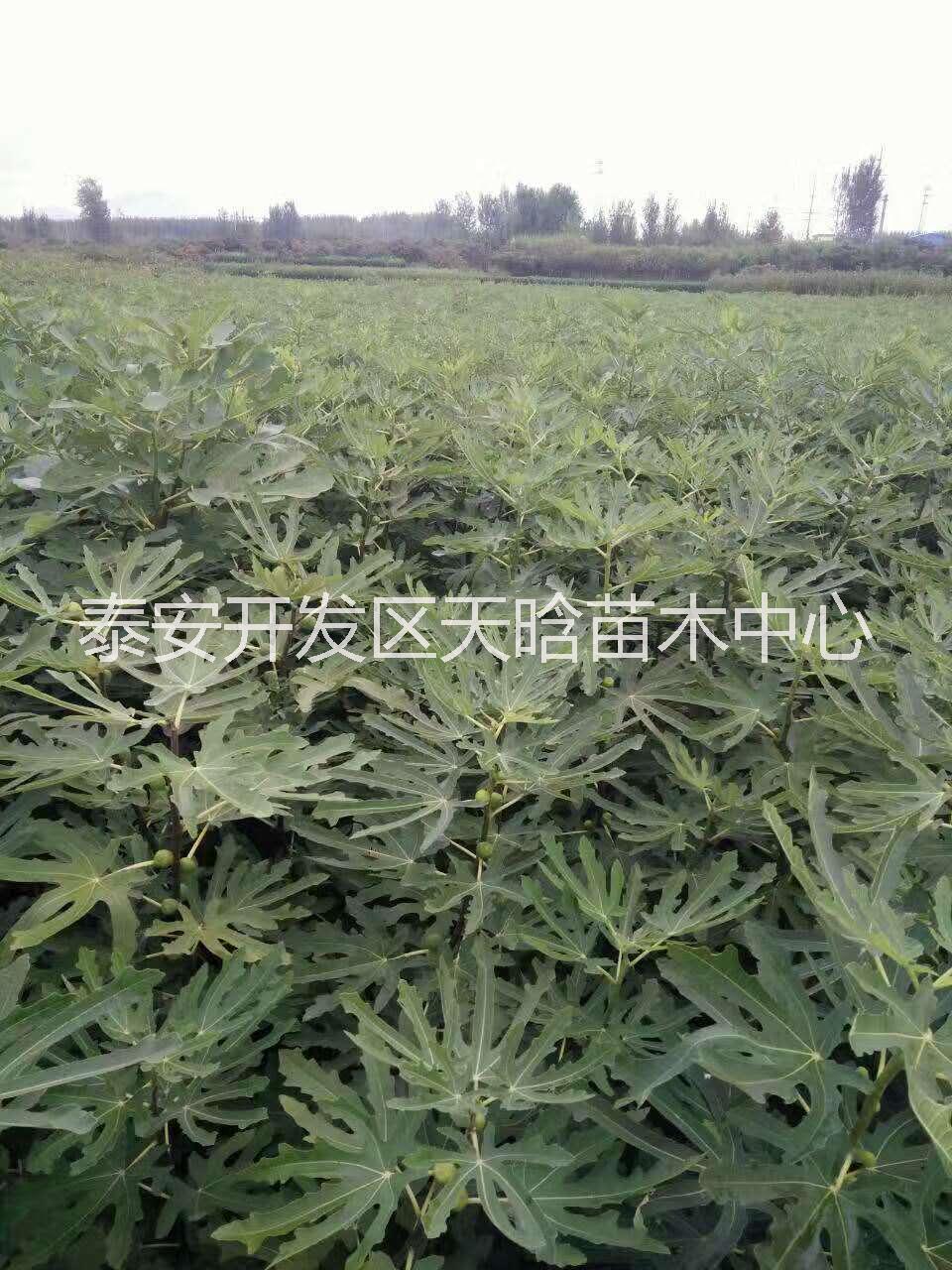 无花果树苗 优质波姬红 布兰瑞克图片