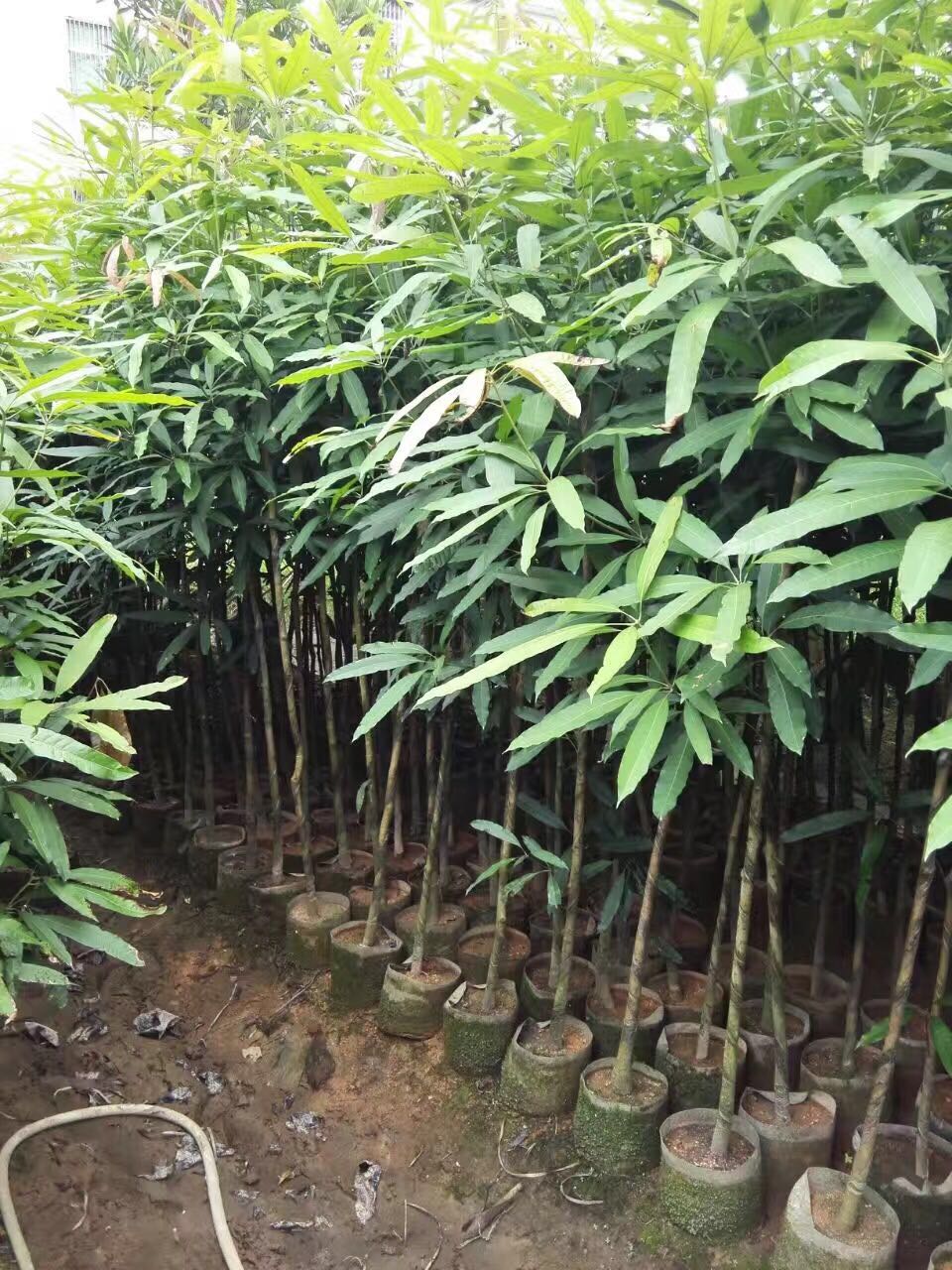 楊梅圖片/楊梅樣板圖 (3)