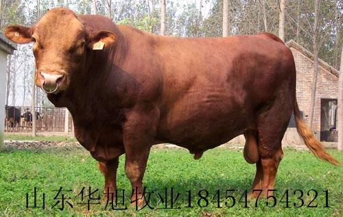 宜賓肉牛利木贊養(yǎng)殖加工圖片/宜賓肉牛利木贊養(yǎng)殖加工樣板圖 (2)