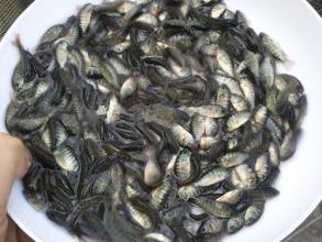羅非魚苗圖片/羅非魚苗樣板圖 (4)