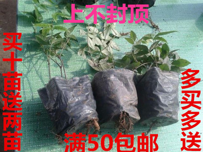 浙江磐紫正宗野生紫藤三葉青種苗圖片/浙江磐紫正宗野生紫藤三葉青種苗樣板圖 (4)