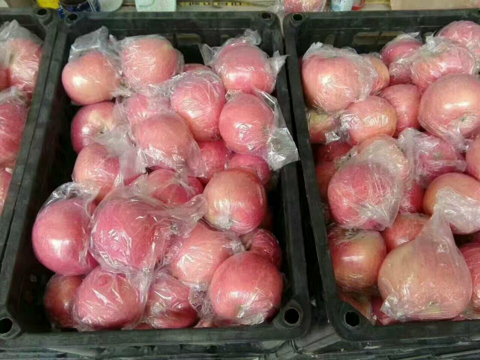 山東蘋果產(chǎn)地紅富士蘋果大量供應(yīng)圖片