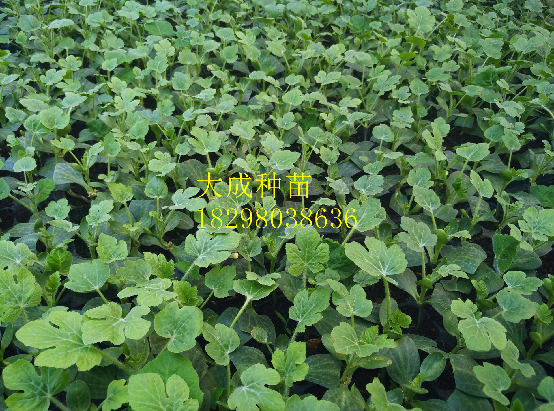 嫁接西瓜苗圖片/嫁接西瓜苗樣板圖 (3)