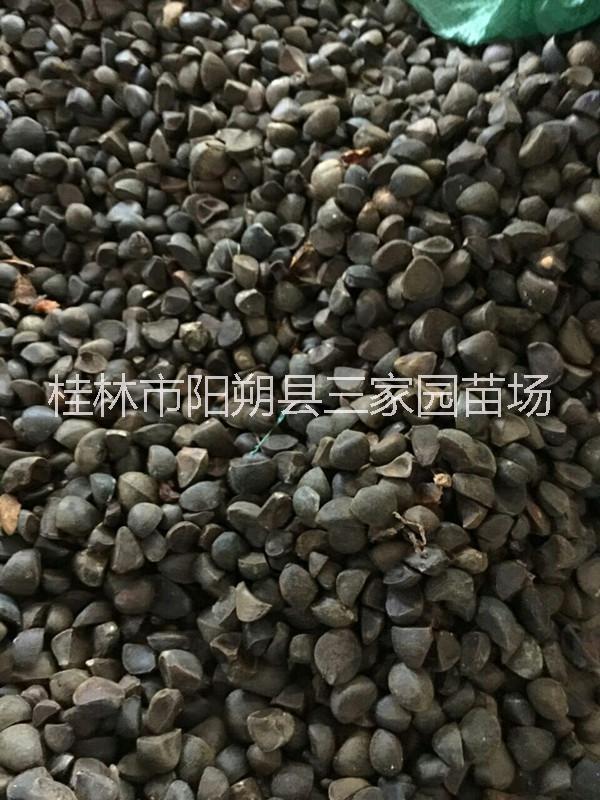 廣西油茶籽圖片/廣西油茶籽樣板圖 (1)