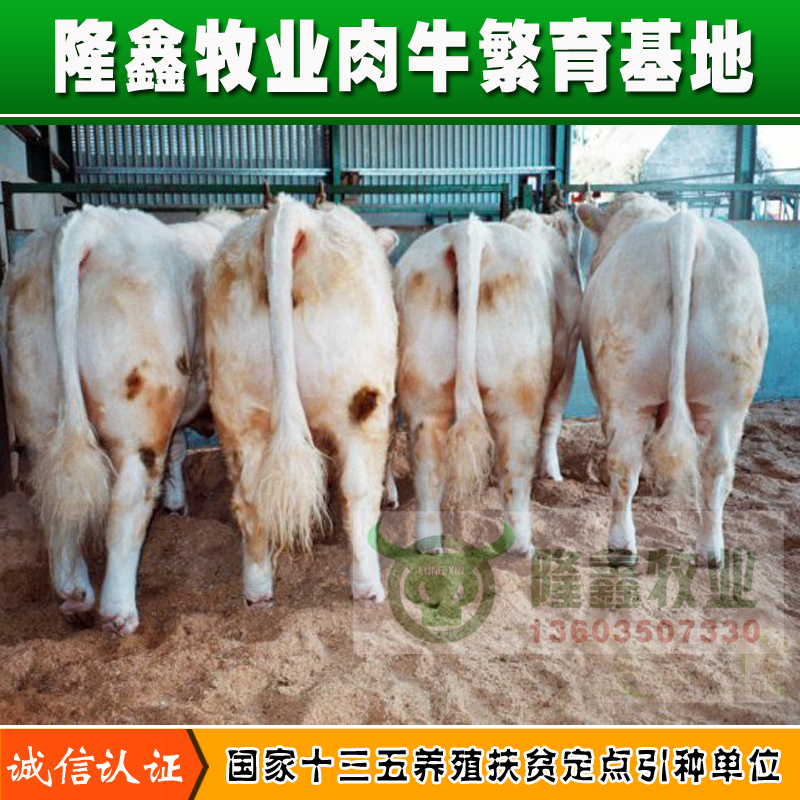 供應用于繁殖|育肥的河南肉牛價格 內(nèi)蒙肉牛價格