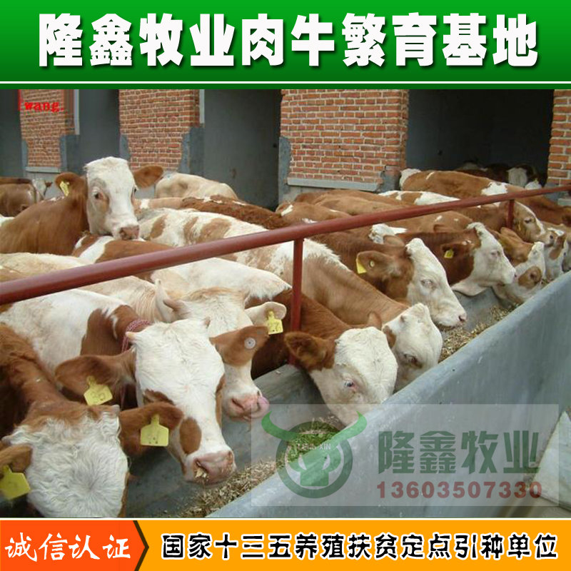 內(nèi)蒙肉牛價格圖片/內(nèi)蒙肉牛價格樣板圖 (2)