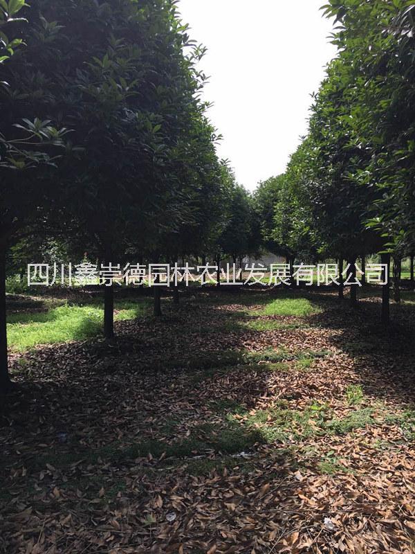 桂花樹圖片/桂花樹樣板圖 (3)