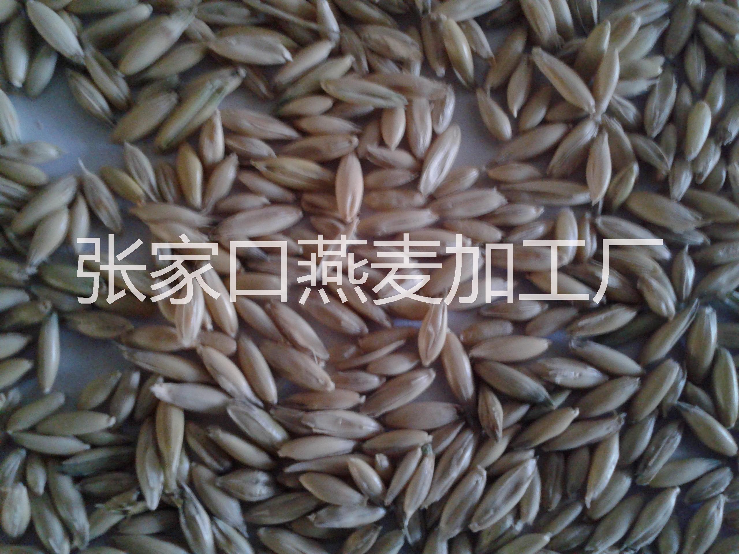 燕麥種子圖片/燕麥種子樣板圖 (2)
