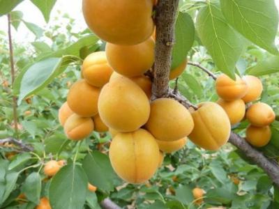 公分銀杏樹圖片/公分銀杏樹樣板圖 (2)