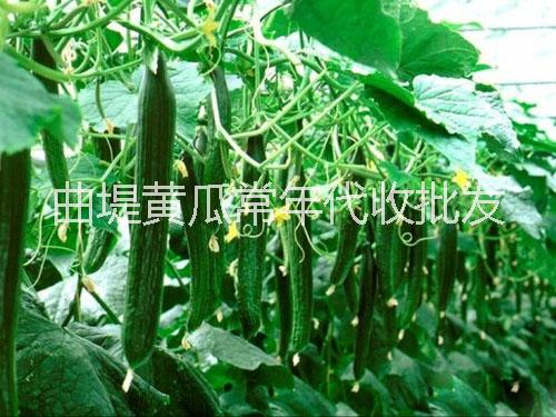 黃瓜圖片/黃瓜樣板圖 (3)