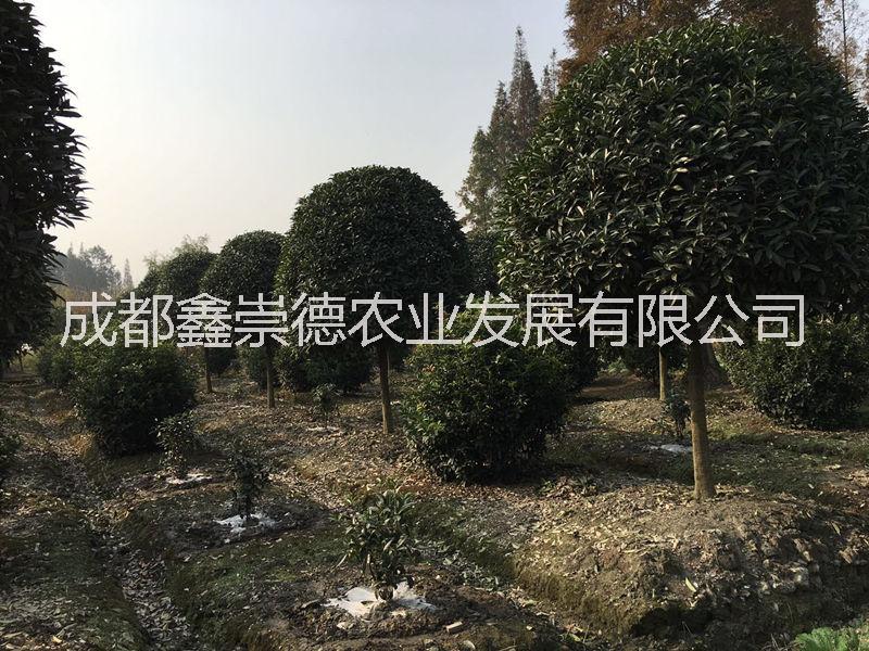 成都市成都精品桂花厂家供应成都桂花基地低价格成都精品桂花