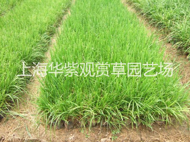 紅知風(fēng)畫眉草圖片/紅知風(fēng)畫眉草樣板圖 (4)