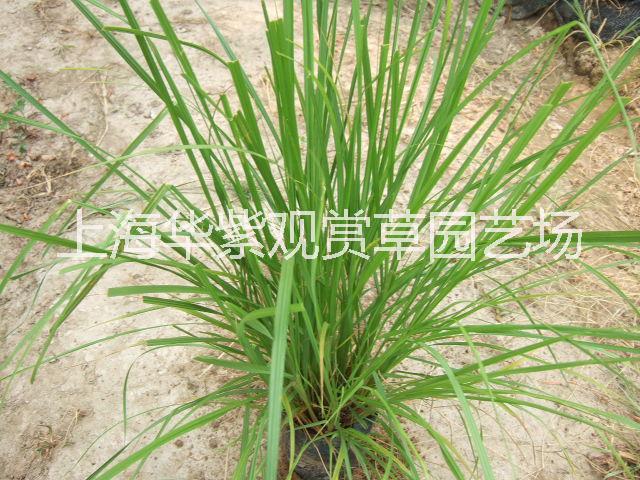 紅知風(fēng)畫眉草圖片/紅知風(fēng)畫眉草樣板圖 (3)