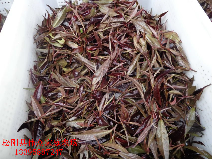 紫娟茶圖片/紫娟茶樣板圖 (2)