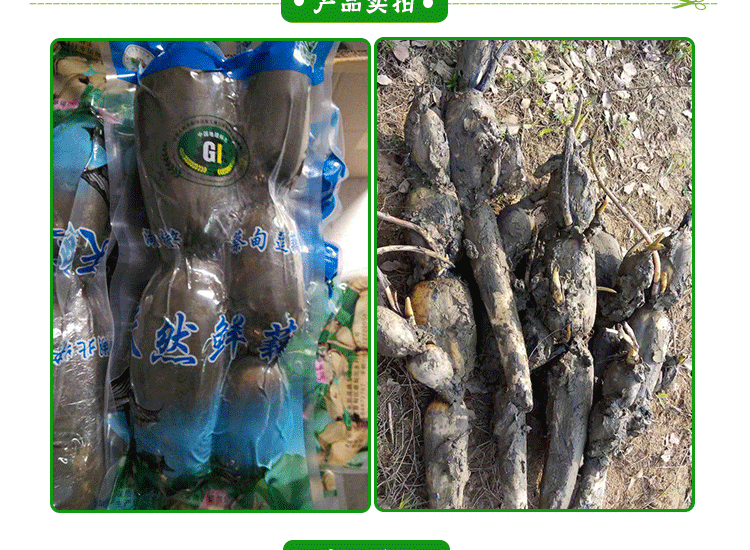 蓮藕圖片/蓮藕樣板圖 (2)