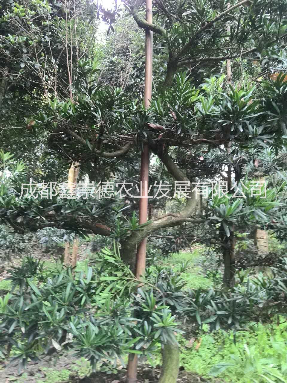 羅漢松圖片/羅漢松樣板圖 (3)