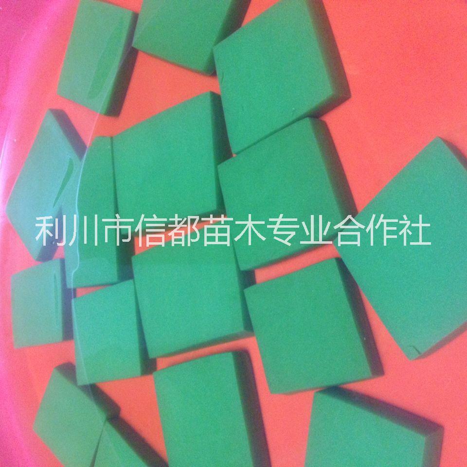 豆腐树叶/斑鸠叶/香黄荆/观音豆图片