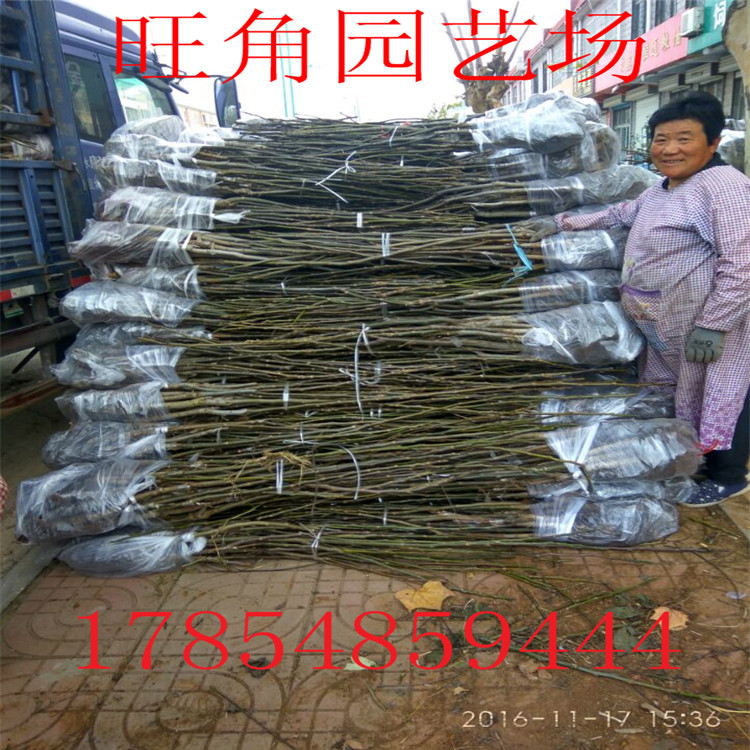 山東核桃苗批發(fā)基地 核桃苗 嫁接核桃苗