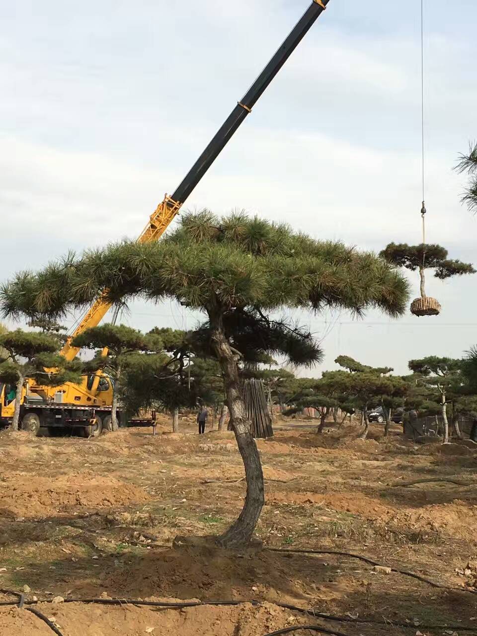 造型松主干3米高图片