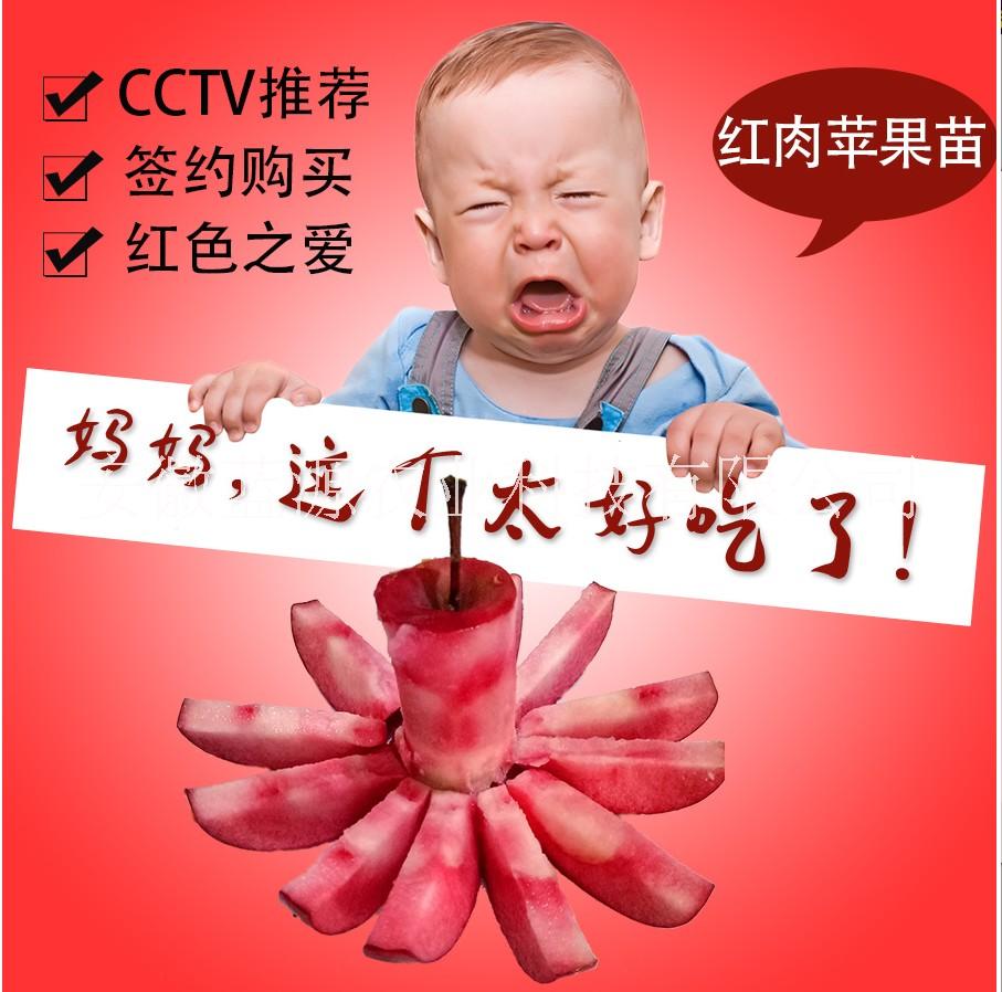 安徽蘋(píng)果苗批發(fā)圖片/安徽蘋(píng)果苗批發(fā)樣板圖 (3)