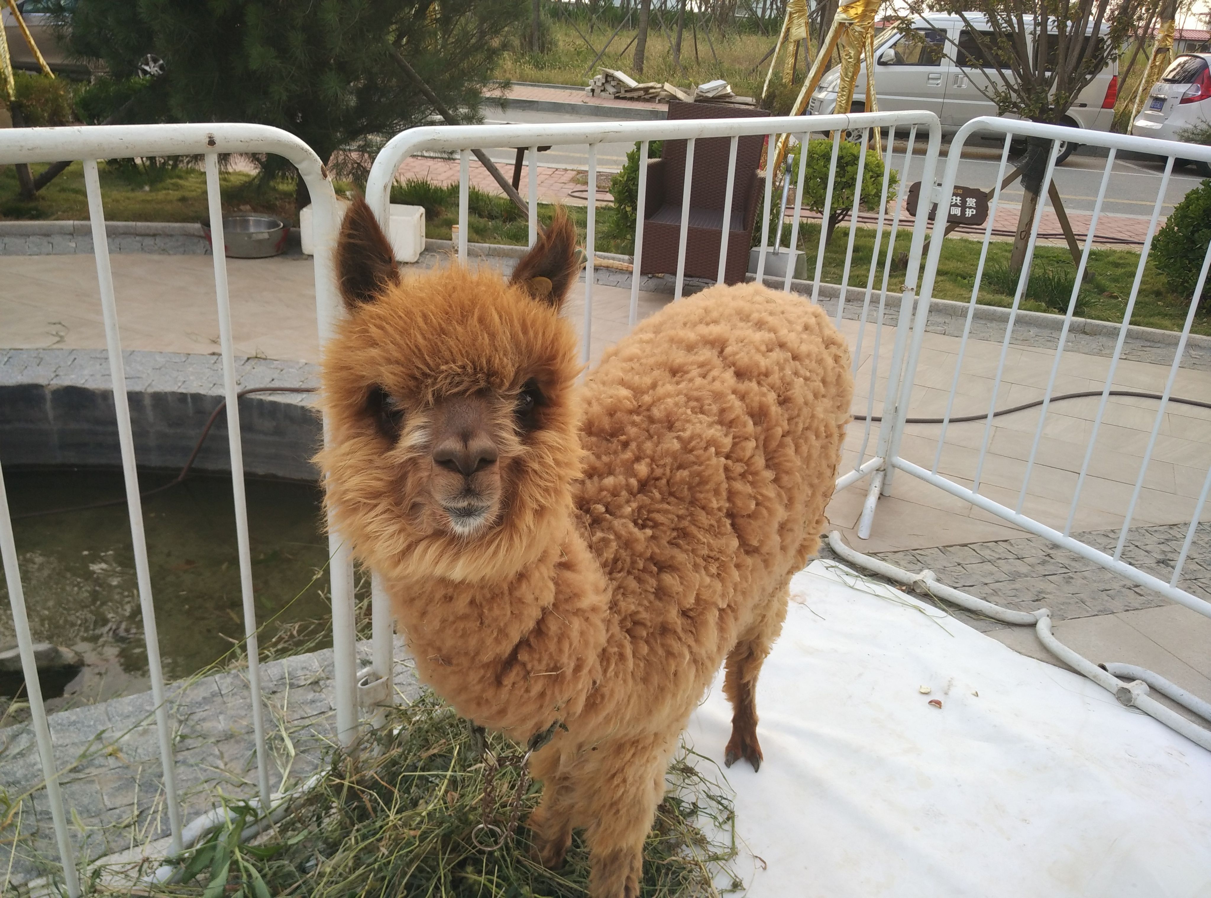 鄭州羊駝暖場(chǎng)活動(dòng)、羊駝出租租賃圖片