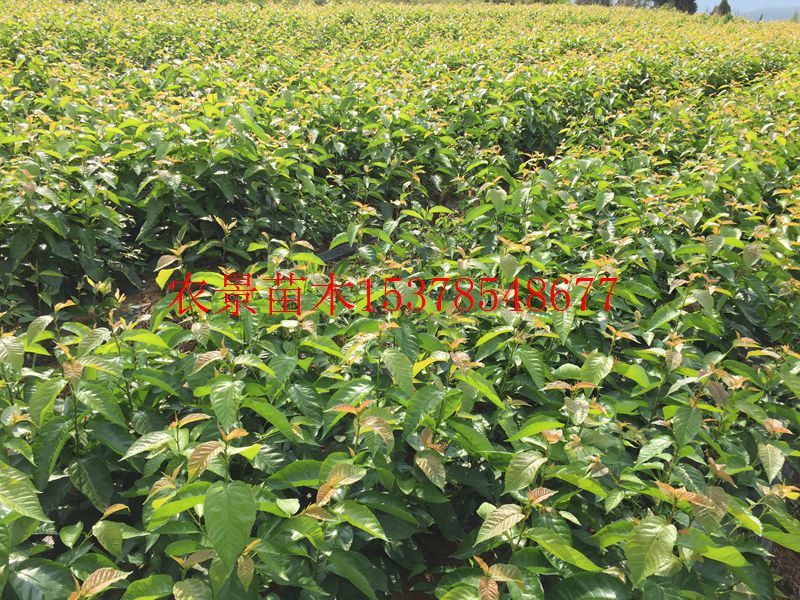 紅櫻桃圖片/紅櫻桃樣板圖 (1)