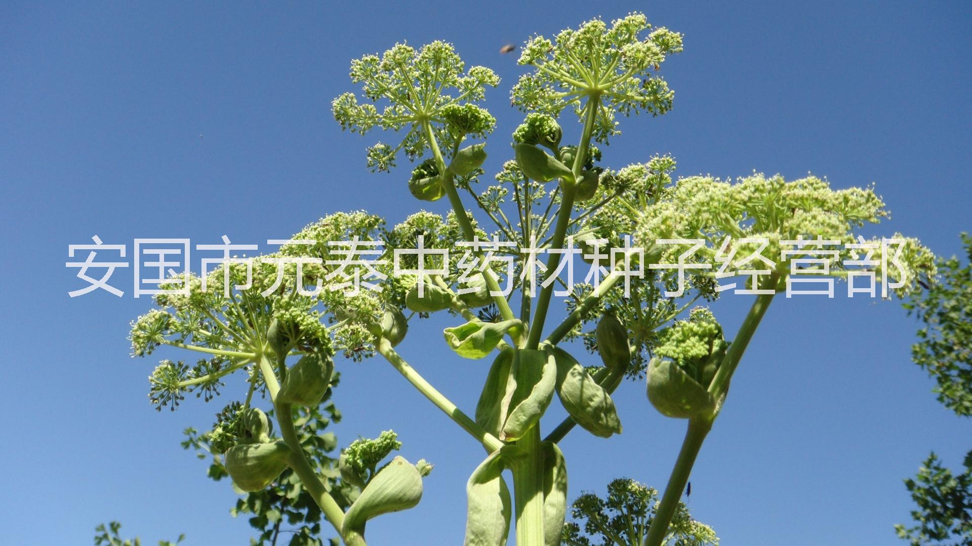 產(chǎn)地直銷白芷種子中藥材種植指南網(wǎng) 產(chǎn)地直銷白芷種子