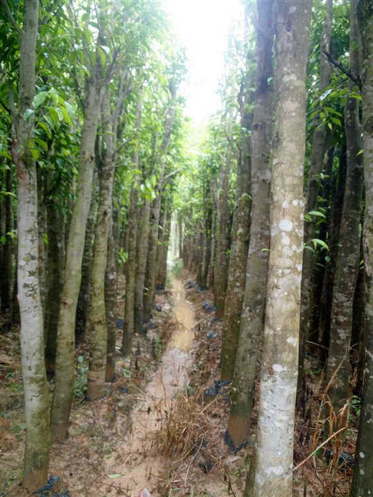 出售海南沉香苗圖片