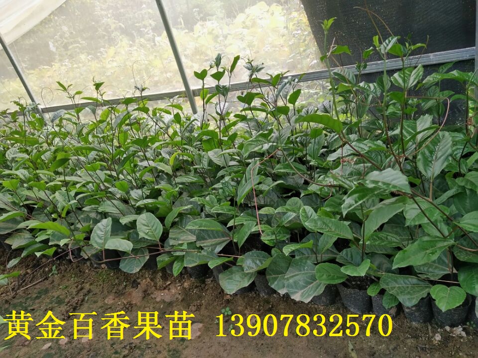 百香果圖片/百香果樣板圖 (2)