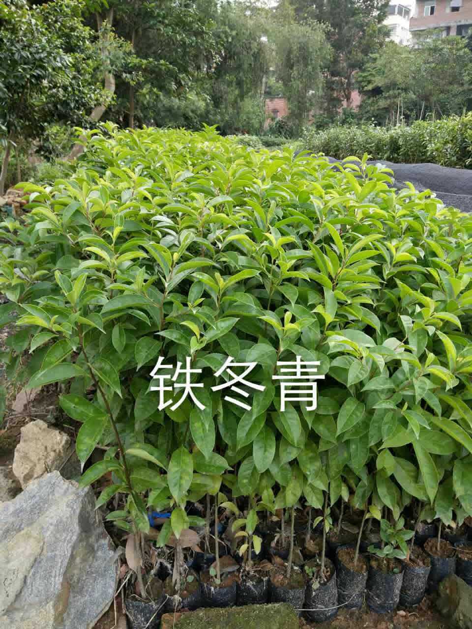 木荷圖片/木荷樣板圖 (3)