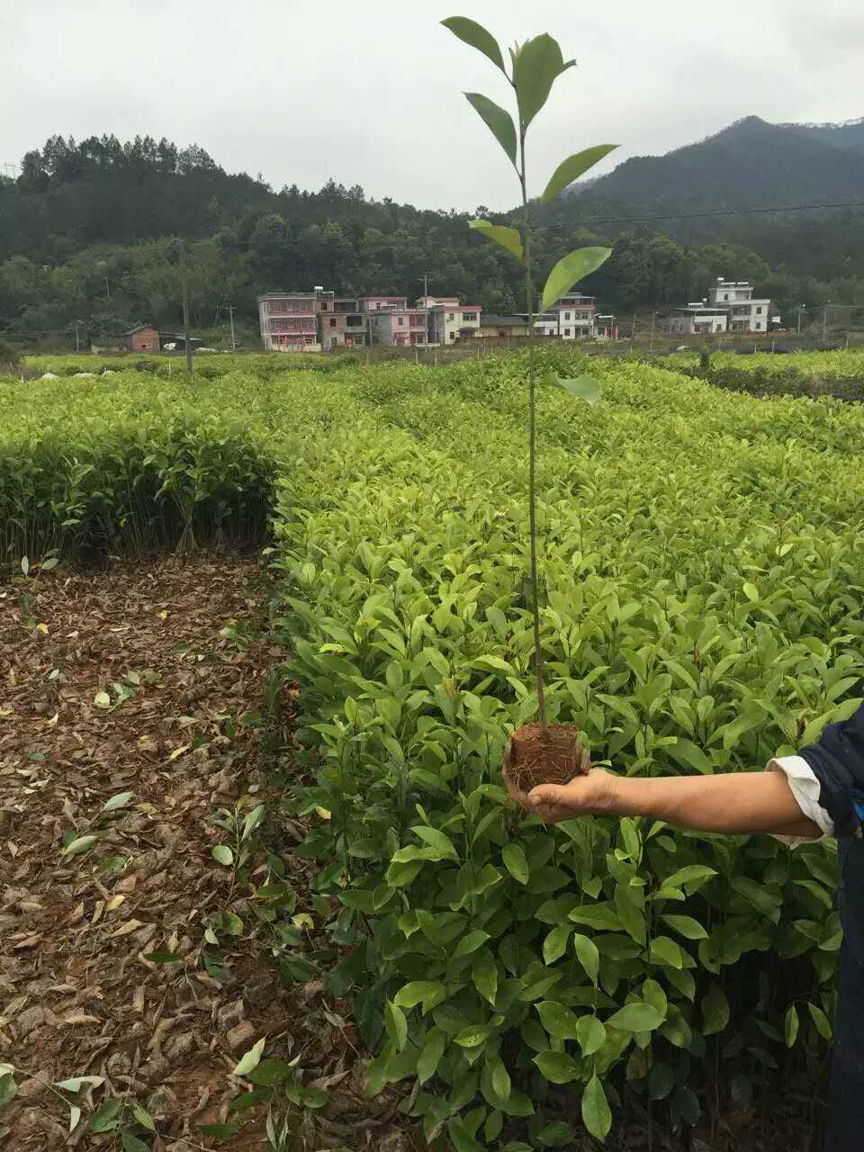 火力楠木苗，火力楠木苗報(bào)價(jià)，火力楠木苗哪家好，火力楠木苗批發(fā)