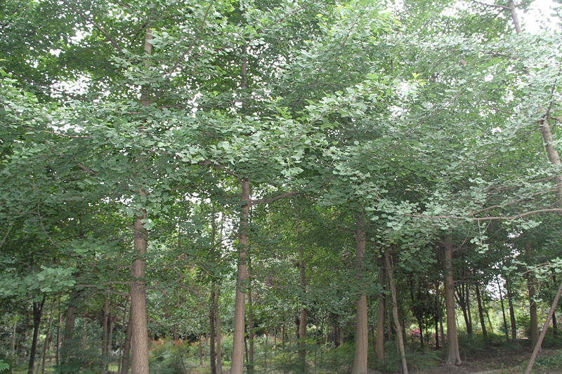 成都市银杏 成都银杏种植基地厂家