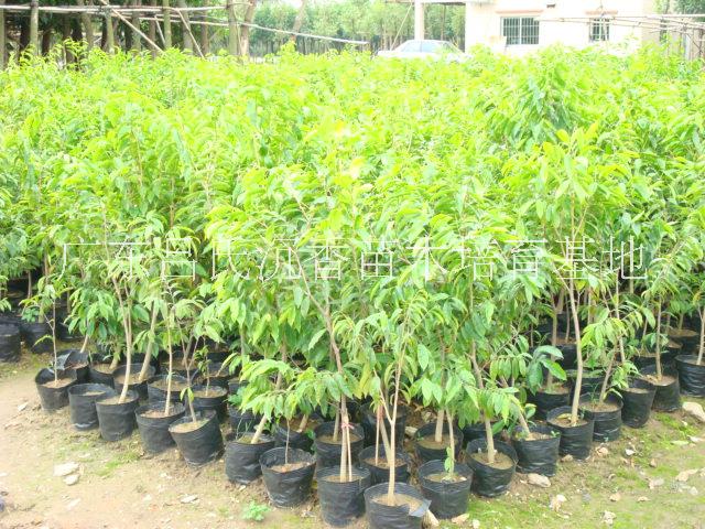 廣東哪里有沉香苗供應-多少錢一顆圖片