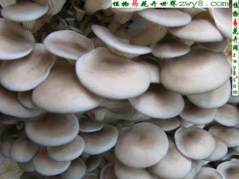 大连金针菇大连金针菇 辽宁食用菌种植