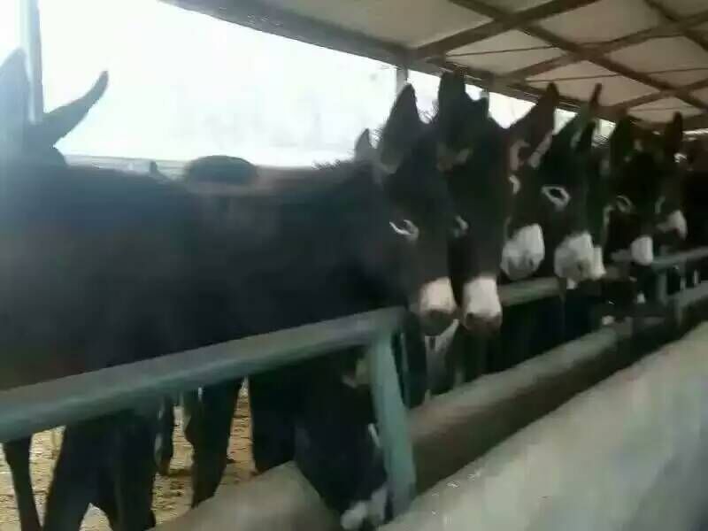 饲养肉驴的效益，养殖肉驴的前景，图片