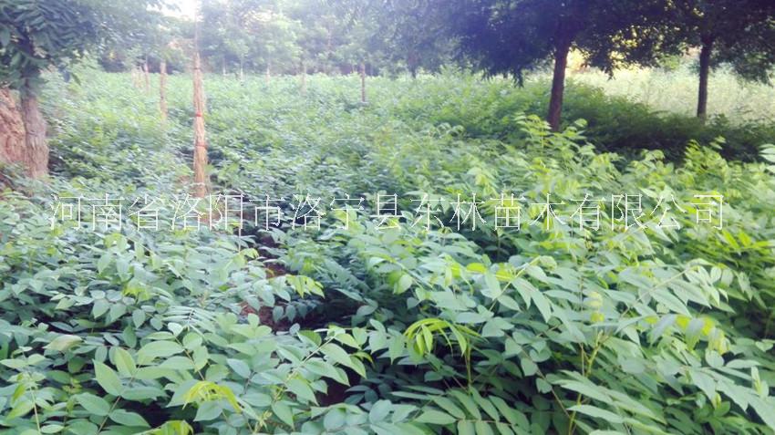 供應(yīng)美國(guó)黑核桃苗2018-2019河南洛陽(yáng)