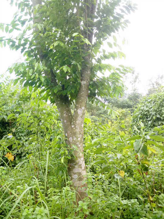 佛山沉香苗批發(fā)ぁ 佛山沉香苗批發(fā)ぁ江門沉香綠化樹v怎么買到好的沉香苗