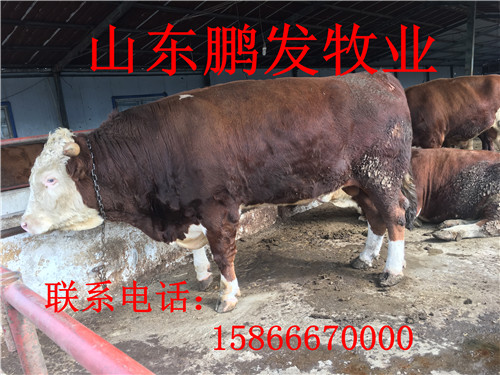 山东鹏发大型肉牛养殖场 鲁西黄牛价格