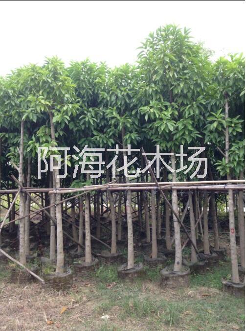 白玉蘭圖片/白玉蘭樣板圖 (3)
