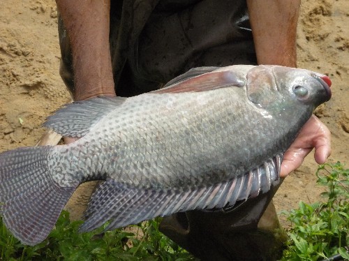羅非魚苗 海南一號羅非苗批發(fā)零售 廣東羅非魚苗批發(fā)價格實惠