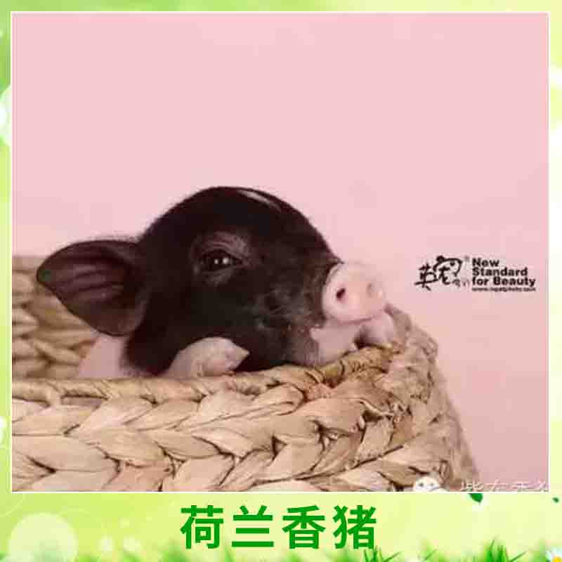 天臺(tái)紫東*供應(yīng)荷蘭* 兩頭烏迷你小*寵物豬小型*養(yǎng)殖種苗