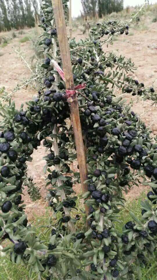 黑枸杞圖片/黑枸杞樣板圖 (2)