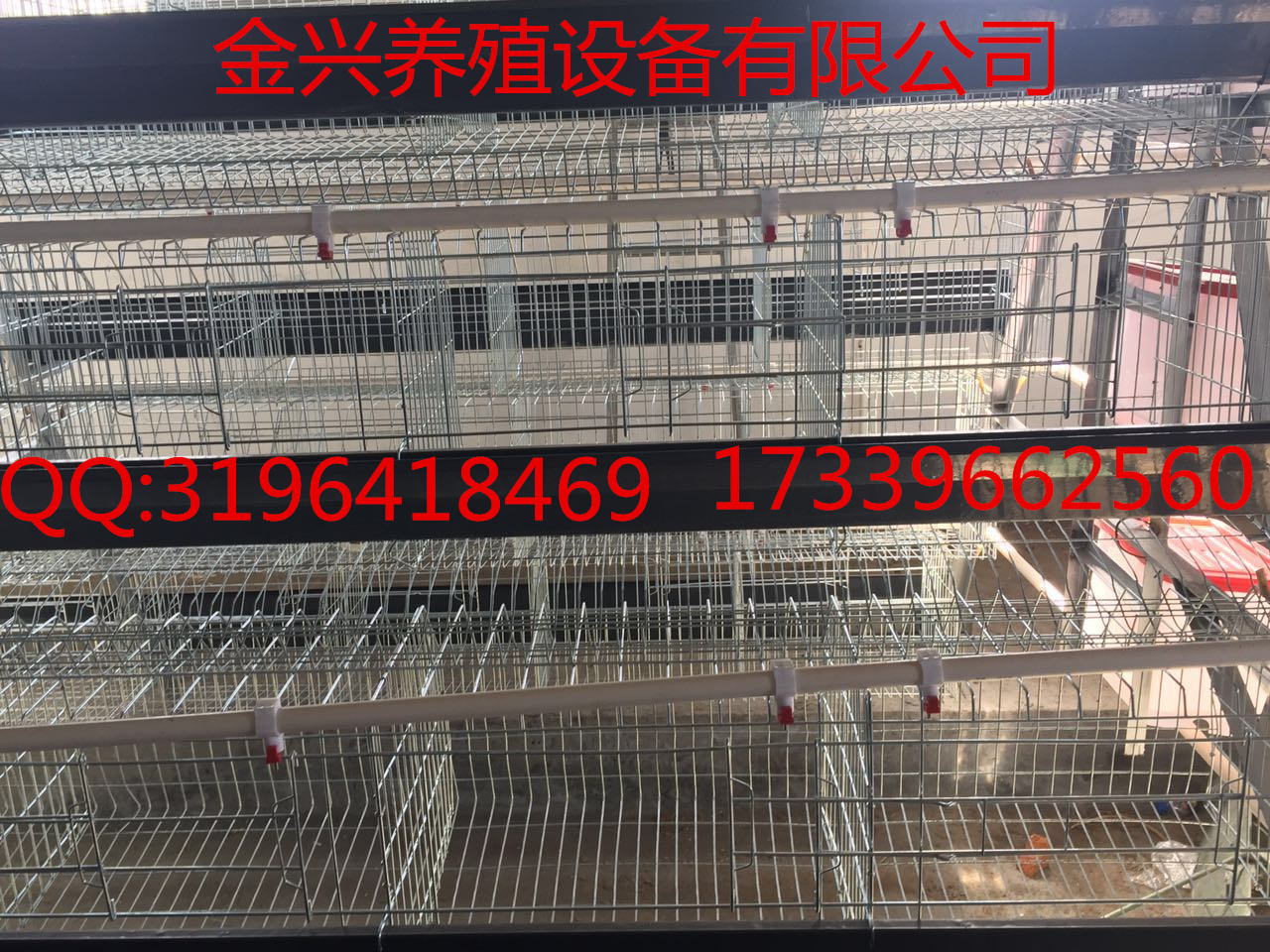 供應(yīng)金興養(yǎng)殖設(shè)備供應(yīng)各種養(yǎng)雞設(shè)備圖片/供應(yīng)金興養(yǎng)殖設(shè)備供應(yīng)各種養(yǎng)雞設(shè)備樣板圖 (4)