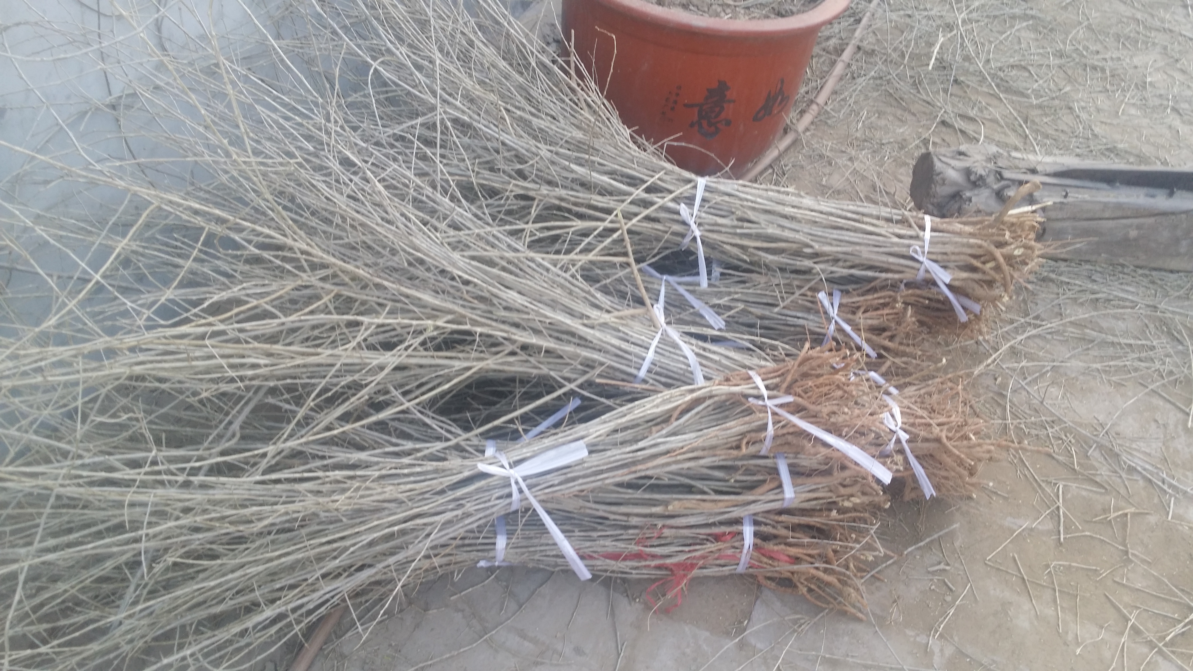 枸杞苗基地點擊河北尚綠農(nóng)業(yè)發(fā)展有限公司 枸杞苗供應(yīng)商 枸杞苗種植基地 枸杞苗價格