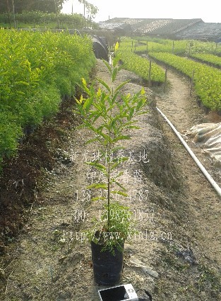 印度檀香圖片/印度檀香樣板圖 (2)