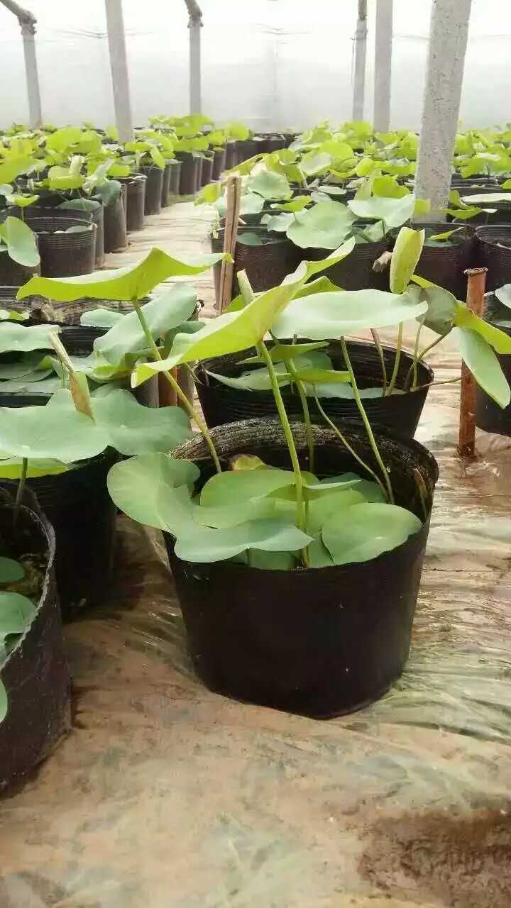 河北安新县荷花盆栽种植   荷花销售