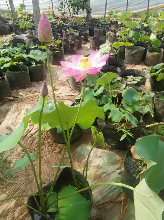 河北安新县荷花种植   荷花盆栽销售