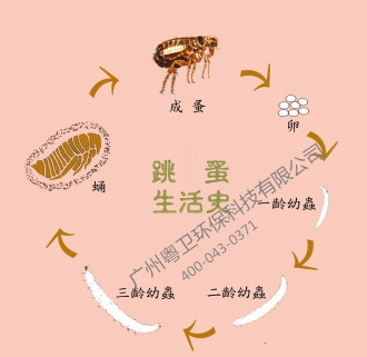 滅跳蚤公司圖片/滅跳蚤公司樣板圖 (2)