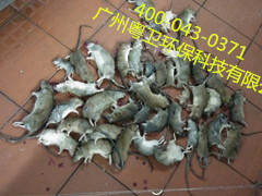 滅鼠公司圖片/滅鼠公司樣板圖 (1)